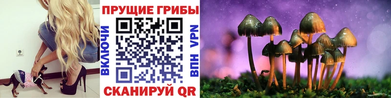 mega как зайти  Кропоткин  Галлюциногенные грибы Psilocybine cubensis 